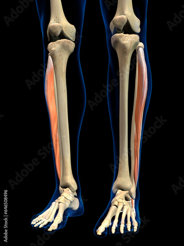 Peroneus Anterior Lower Leg Muscle in Isolation on Human Leg Skeleton, 3D Rendering on Black Background