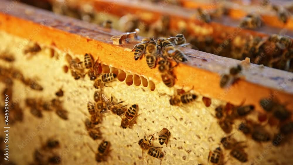 Bees Walking on Honeycomb and Carrying Honey. Macro shot of Domesticated Insect, Beekeeper and Farmers Life. Bees Walking on Honeycomb and Carrying Honey. Macro shot of Domesticated Insect, Beekeeper and Farmers Life.