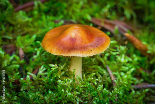 Orange webcap mushroom is growing in green moss in the wild.