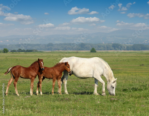 white horse and two brown foals in pasture