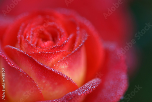 Very beautiful red-yellow varietal rose in drops of dew