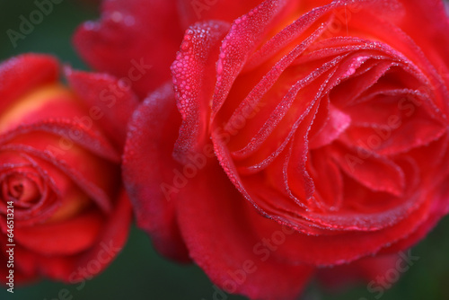 Very beautiful red-yellow varietal rose in drops of dew