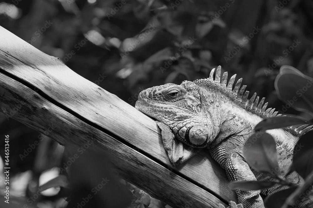 Black and white green iguana or Common iguana in the Paris zoologic park, formerly known as the Bois de Vincennes, 12th arrondissement of Paris, which covers an area of 14.5 hectares in the Paris zoo - obrazy, fototapety, plakaty 