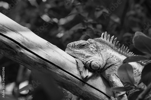 Black and white green iguana or Common iguana in the Paris zoologic park, formerly known as the Bois de Vincennes, 12th arrondissement of Paris, which covers an area of 14.5 hectares in the Paris zoo