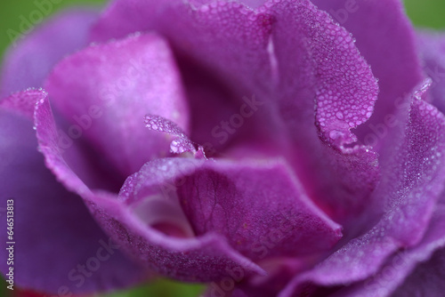 Very beautiful purple varietal rose in drops of dew
