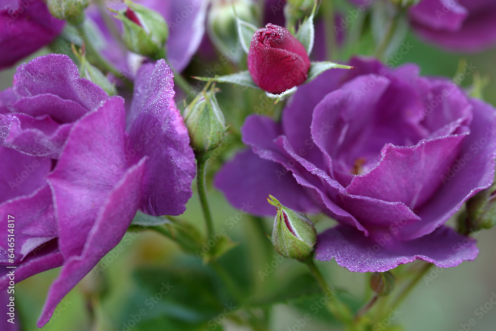 Very beautiful purple varietal rose in drops of dew Very beautiful purple varietal rose in drops of dew