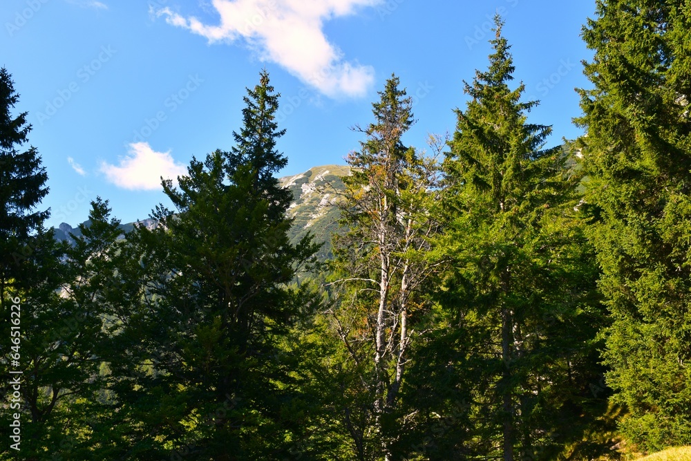 Fototapeta premium Mountain conifer spruce (Picea abies) forest near Kepa in Karavanke, Slovenia