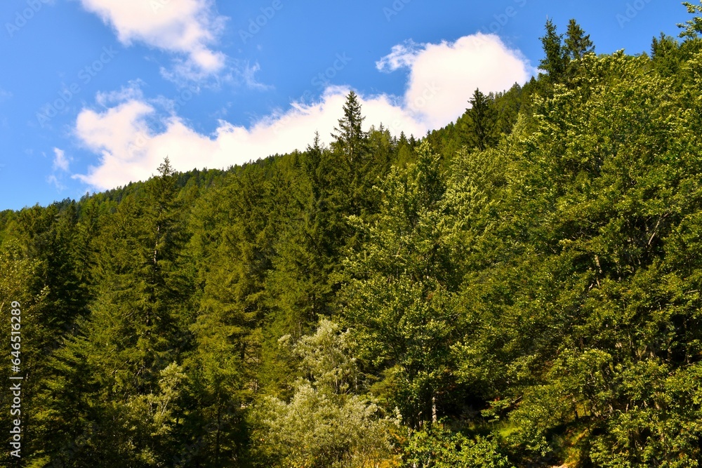 Fototapeta premium Mixed coniferous and broadleaf, deciduous forest in Karavanke, Slovenia