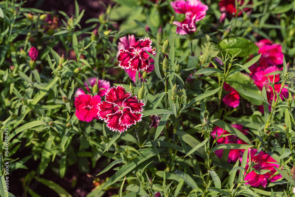Red Dianthus chinensis flower in the garden. Red Dianthus chinensis flower in the garden.