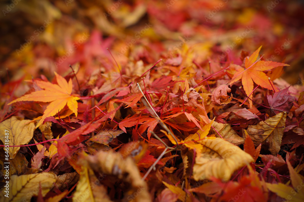 Feuilles d'érable tombées à l'automne Feuilles d'érable tombées à l'automne