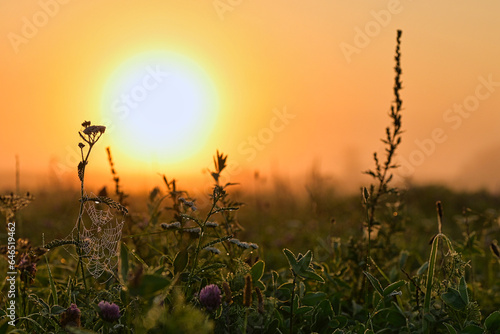 Flower meadow in the light of the Sunrise