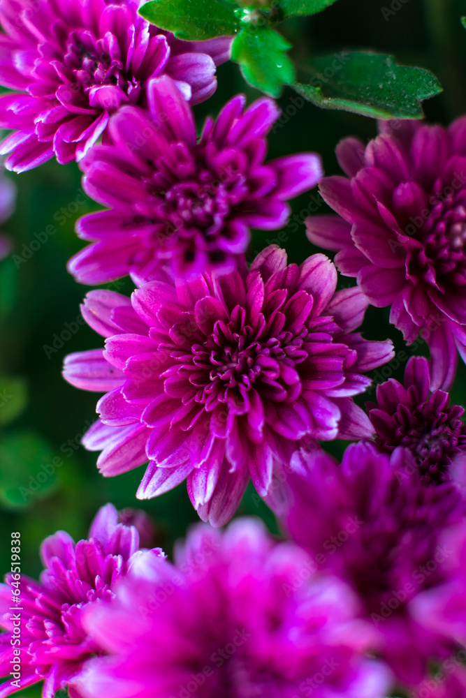 Purple chrysanthemums close-up. Macro shooting, selective focus Purple chrysanthemums close-up. Macro shooting, selective focus