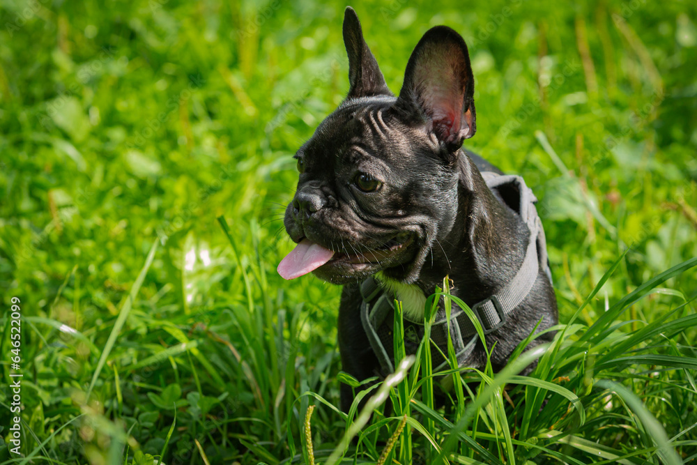 Baby French bulldog is sitting in the grass...
