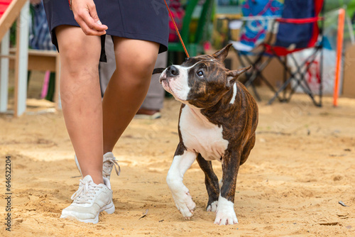 A young dog of the American Staffordshire Terrier breed at a dog show.