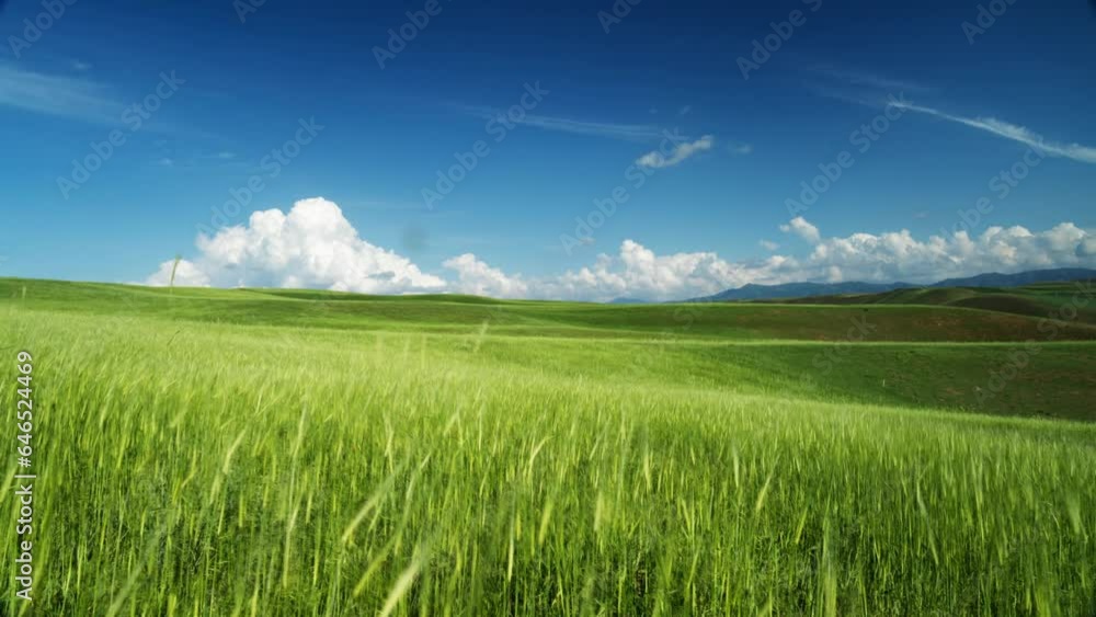 Timelapse field. Clear sunny day on green hilly field with grass. Bright juicy green grass under delightful blue sky. Concept of lightness and freedom. Puffy fluffy white clouds. Cumulus cloud scape. Timelapse field. Clear sunny day on green hilly field with grass. Bright juicy green grass under delightful blue sky. Concept of lightness and freedom. Puffy fluffy white clouds. Cumulus cloud scape.