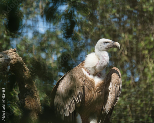 Griffon vulture, Eurasian griffon in the Paris zoologic park, formerly known as the Bois de Vincennes, 12th arrondissement of Paris, which covers an area of 14.5 hectares photo