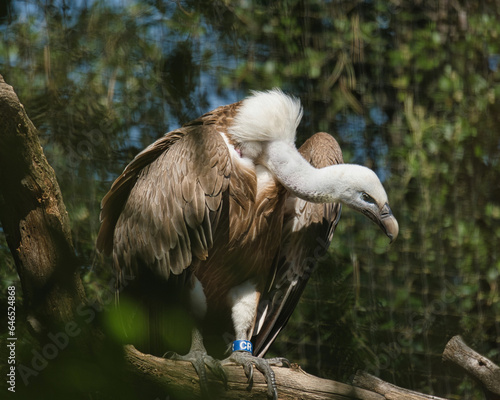 Griffon vulture, Eurasian griffon in the Paris zoologic park, formerly known as the Bois de Vincennes, 12th arrondissement of Paris, which covers an area of 14.5 hectares photo