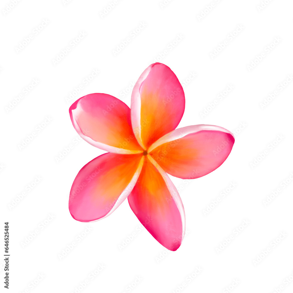 Fototapeta premium Pink plumeria