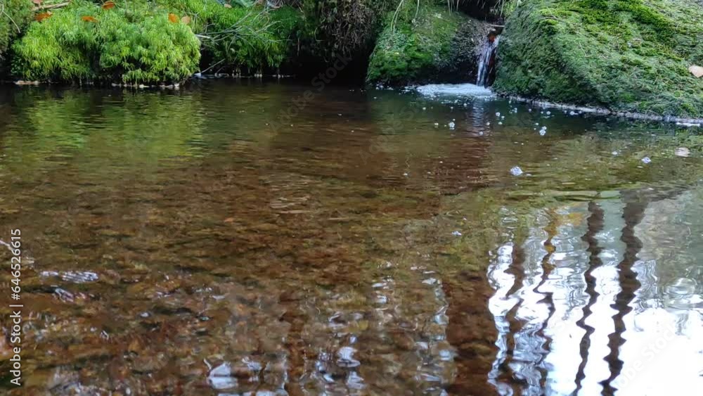 mountain river stream in woods. small river in autumn landscape. crystal clear water. mountain river stream in woods. small river in autumn landscape. crystal clear water.