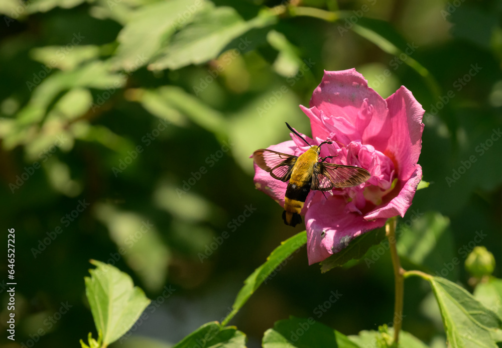 Snowberry clearwing moth feeding on a deep pink Hibiscus flower Snowberry clearwing moth feeding on a deep pink Hibiscus flower