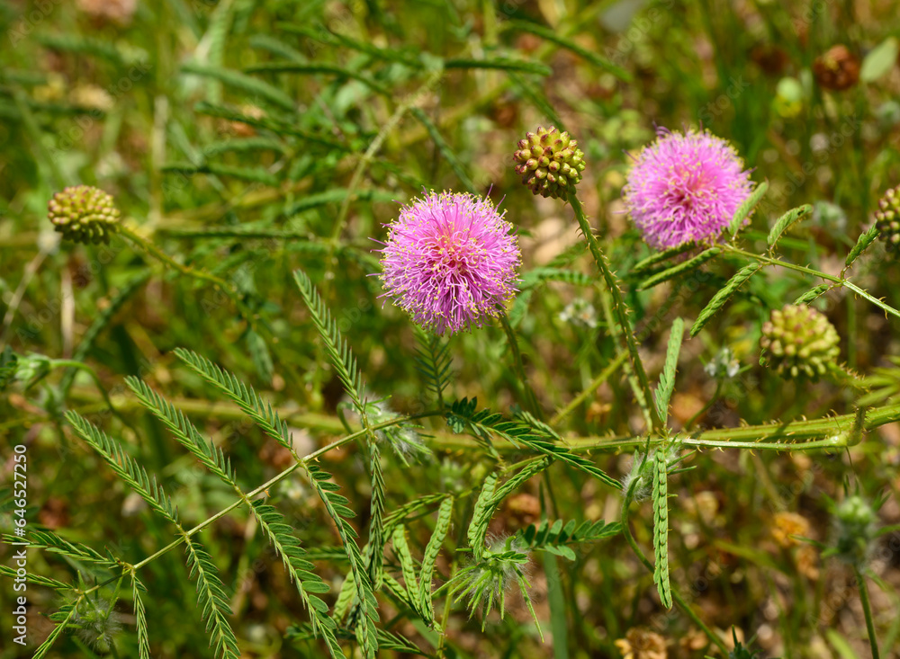 Nuttall's sensitive briar with its pink ball-shaped bloom and prickly vines Nuttall's sensitive briar with its pink ball-shaped bloom and prickly vines