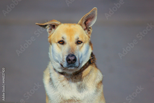 Red dog on a gray background, domestic beautiful dog, guard, four-legged friend, serious look. Close-up. © Tatiana Munko