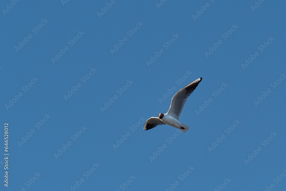 The bird flies across the blue sky with its wings spread. A seagull soars in the air on a clear day.