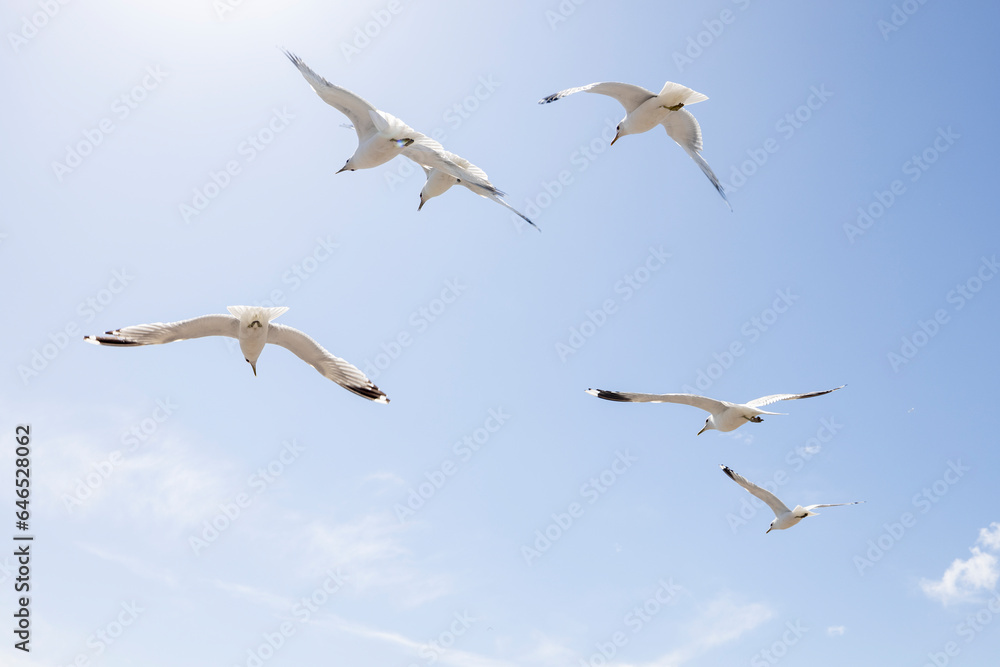 Fototapeta premium A flock of seagulls flying over the sky