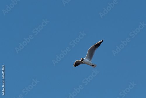 The bird flies across the blue sky with its wings spread. A seagull soars in the air on a clear day.