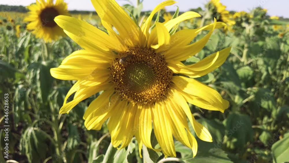 Zwei Bienen sammeln Nektar auf einer Sonnenblume Zwei Bienen sammeln Nektar auf einer Sonnenblume