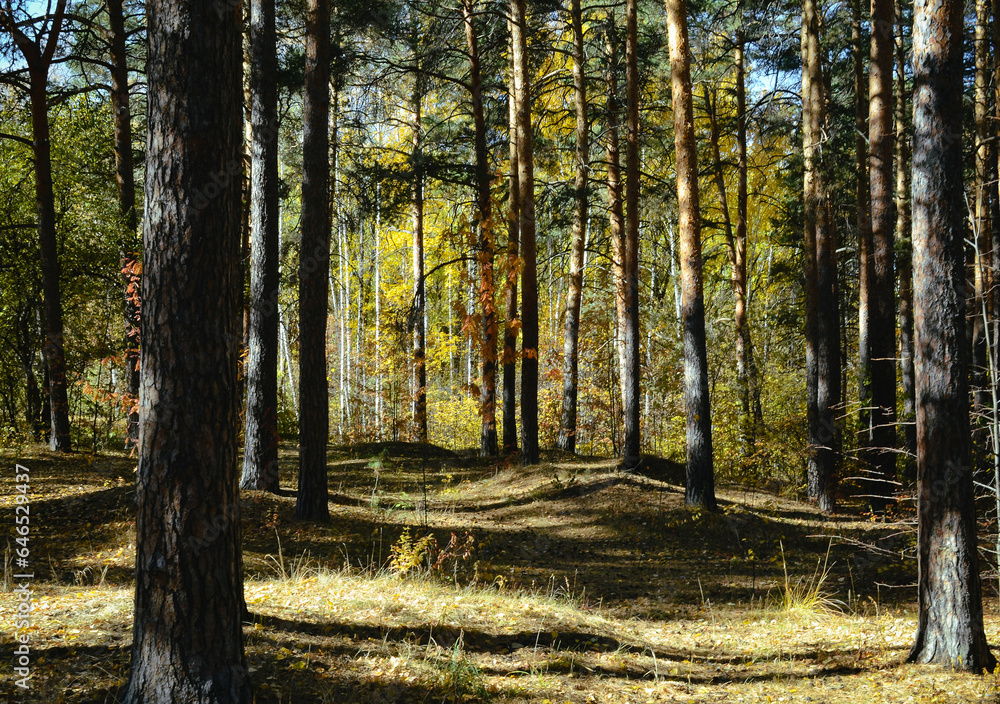 Trunks of pine trees in the autumn forest lit by the sun Trunks of pine trees in the autumn forest lit by the sun
