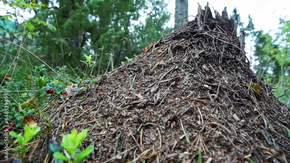 Ants on the move in their nest. around lingonberries and hay. Ants on the move in their nest. around lingonberries and hay.