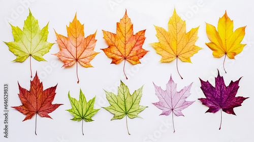Collection of colorful autumn maple leafs on white background, drawing, for design. Color maple leafs set, illustration.