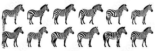 Zebra safari silhouettes set  large pack of vector silhouette design  isolated white background