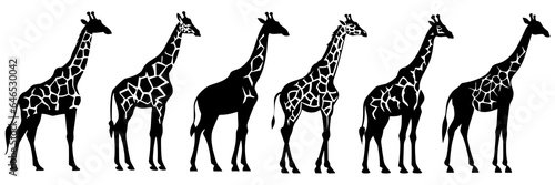 Fototapeta Naklejka Na Ścianę i Meble -  Giraffe zoo and africa silhouettes set, large pack of vector silhouette design, isolated white background