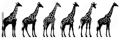 Fototapeta Naklejka Na Ścianę i Meble -  Giraffe zoo and africa silhouettes set, large pack of vector silhouette design, isolated white background