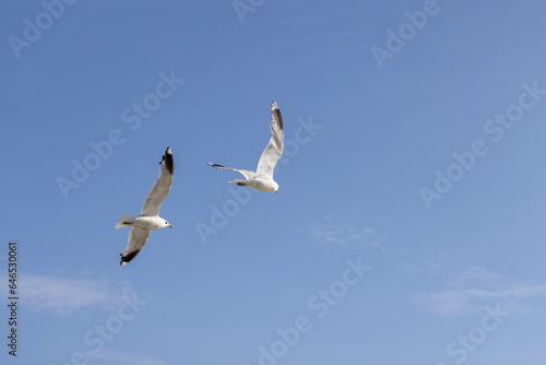 A couple of seagulls flying over the sky