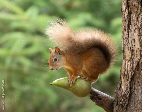 Hungry and adorable little scottish red squirrel eating a juicy green pear on the branch of a tree in the woodland with natural green forest background