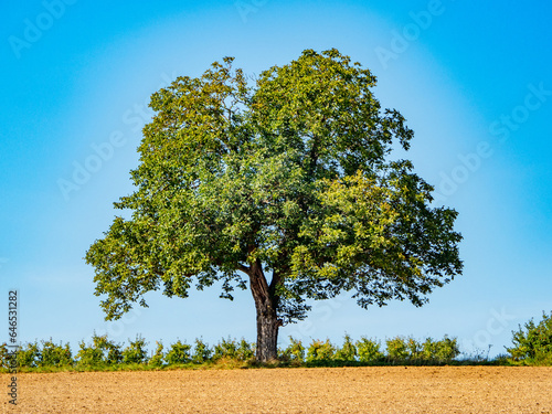 Bäume in Agrarlandschaft