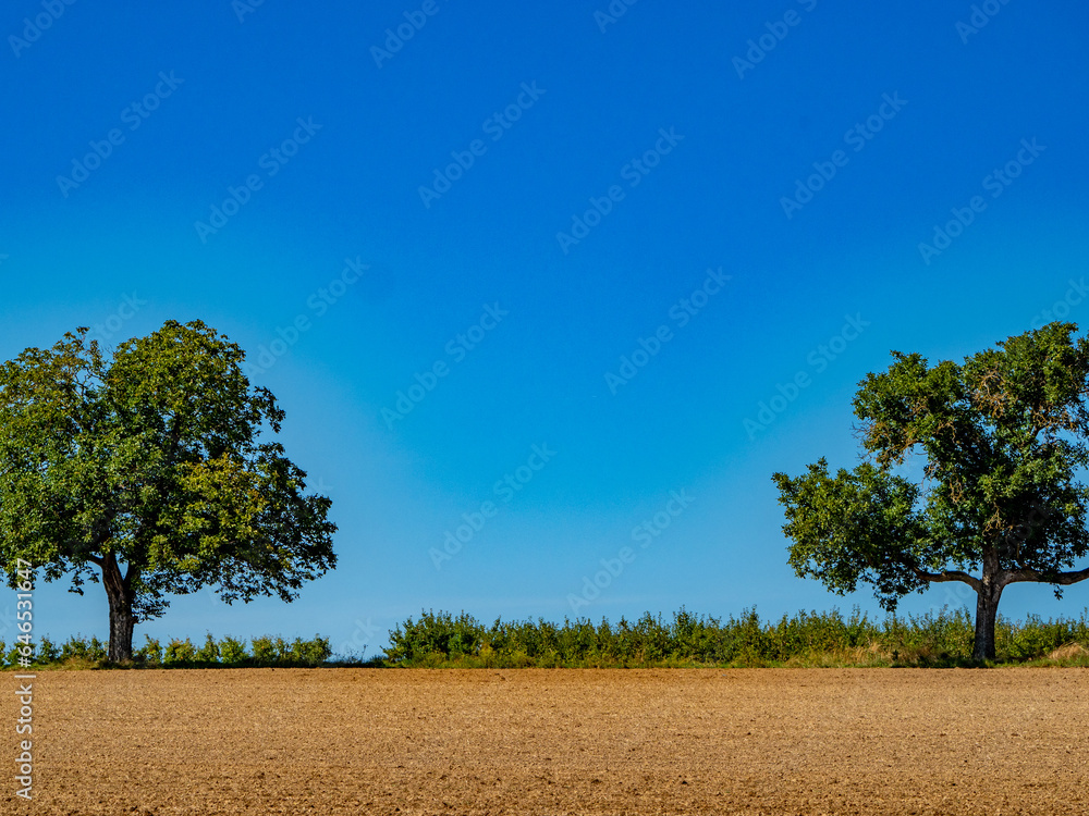 Bäume in Agrarlandschaft