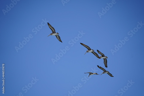 Flock of Pelicans Soaring over the Ocean
