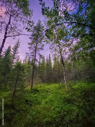 Deep forest in Lapland, Norway