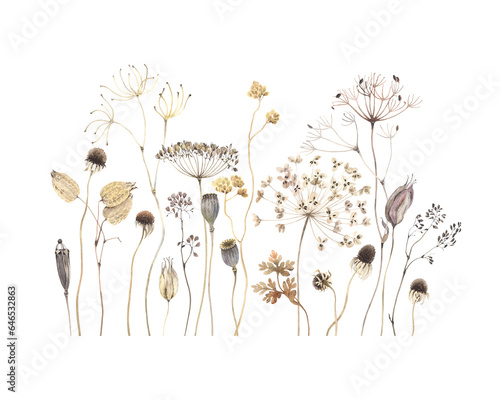 Pattern with dried plants and flowers, horizontal border of delicate wild plants. Watercolor isolated print for wallpapers, poster, cover or garden background. Beautiful botanical illustration.