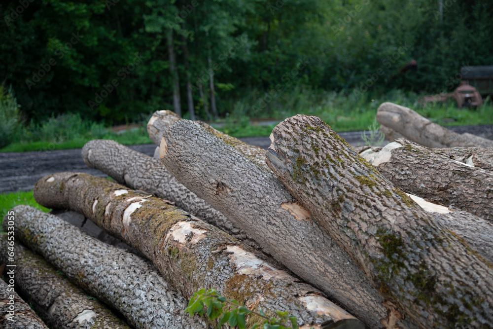 Close-up view of stack of pine tree trunks lying on green grass. Soft focus. Copy space. Lumber industry theme. Close-up view of stack of pine tree trunks lying on green grass. Soft focus. Copy space. Lumber industry theme.