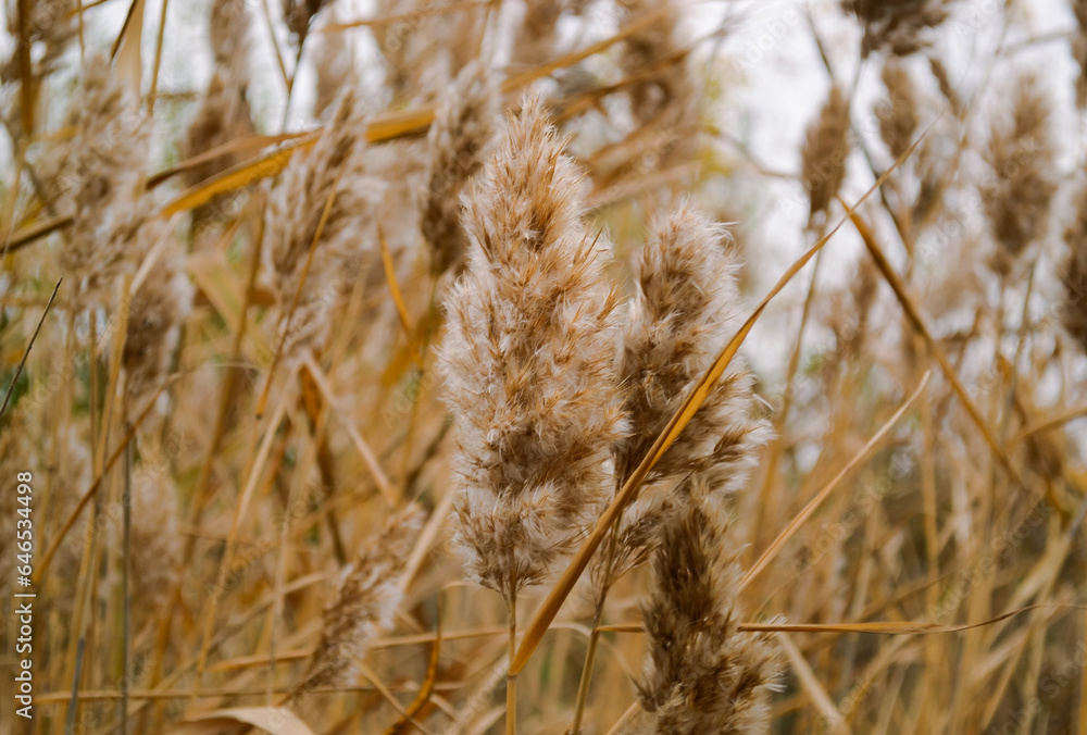 Fototapeta premium Fluffy reed close-up among the thickets of reeds