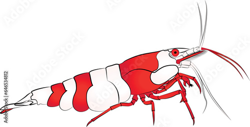 Red Bee Shrimp K4 aquarium neocaridina freshwater shrimp 