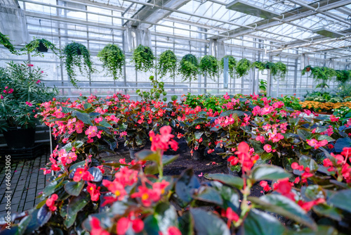 Flowers in a modern greenhouse. Greenhouses for growing flowers. Floriculture industry. Ecological farm. Family business.