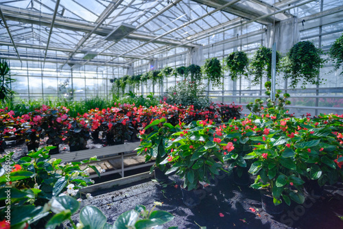 Flowers in a modern greenhouse. Greenhouses for growing flowers. Floriculture industry. Ecological farm. Family business.