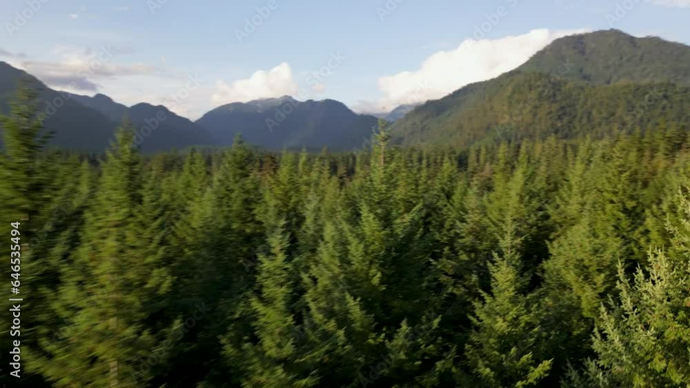 skimming the boreal coniferous tree tops Washington state skimming the boreal coniferous tree tops Washington state