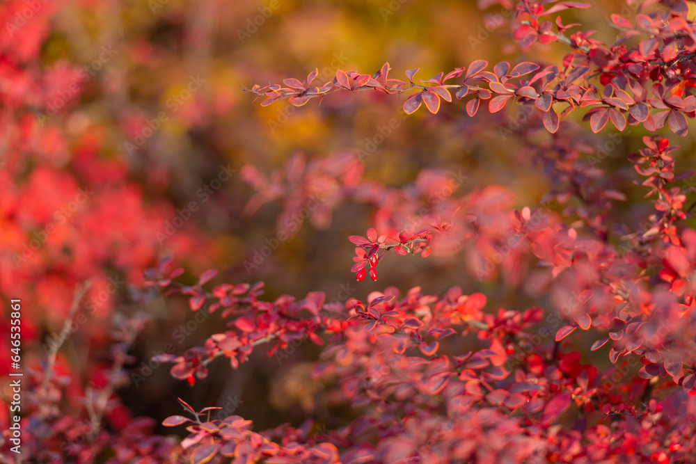 barberry plant bush with red leaves on branch in autumn with nobody barberry plant bush with red leaves on branch in autumn with nobody